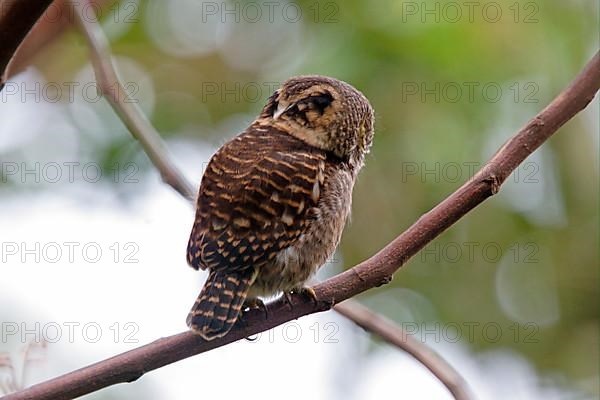 Collared owlet