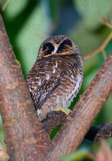 Collared Owlet