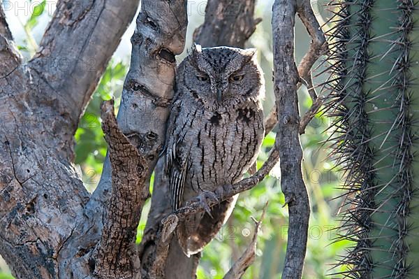 Western Screech-owl