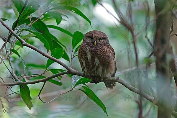 Cuckoo Owl