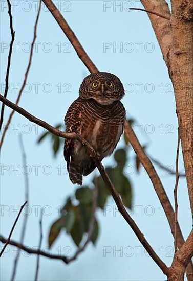 Cuckoo Owl