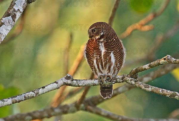 Cuckoo Owl