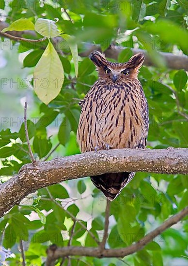 Tawny fish owl