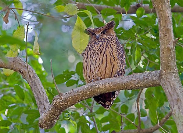 Tawny fish owl