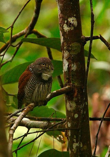 Chestnut Owl