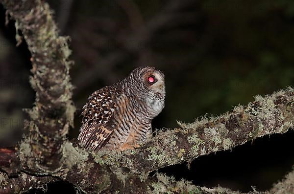 Rufous-legged Owl