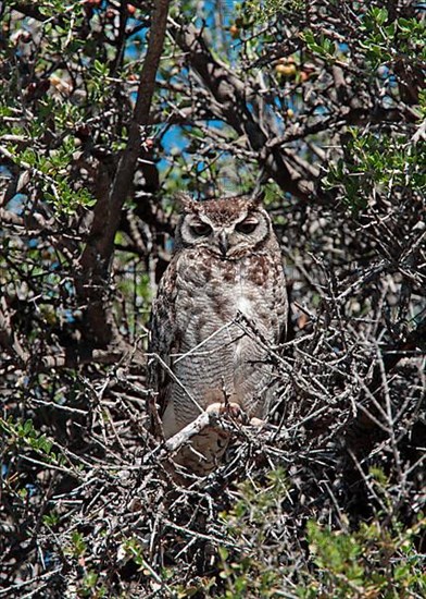 Magellanic Horned Owl