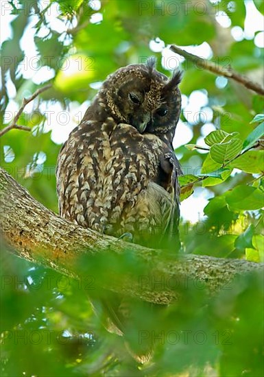 Little Owl