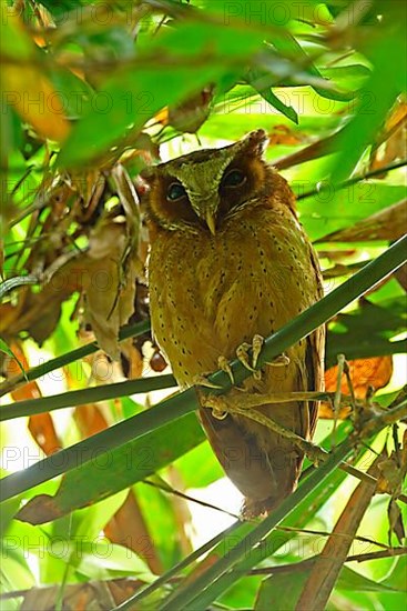 White-fronted scops owl