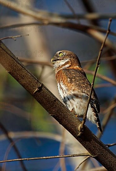 Cuban Pygmy Owl