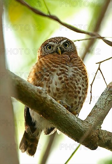 Cuban Pygmy Owl