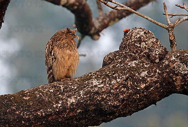 Brown fish owl