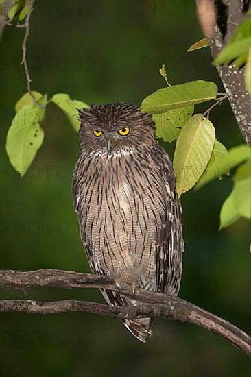 Brown fish owl