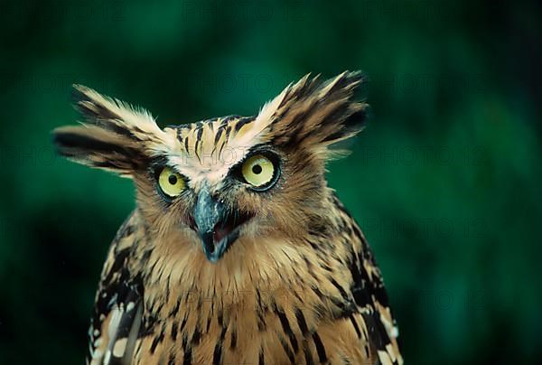 Malaysian fish owl