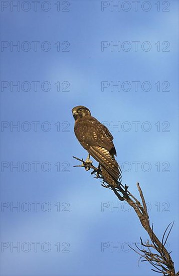 Gosbrown falcon