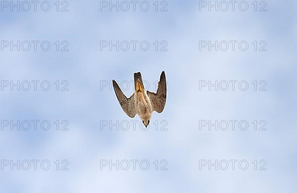 Desert falcon