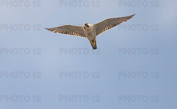Desert falcon