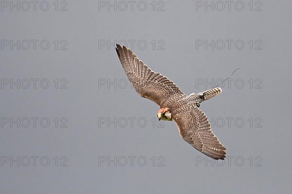 Lanner falcon