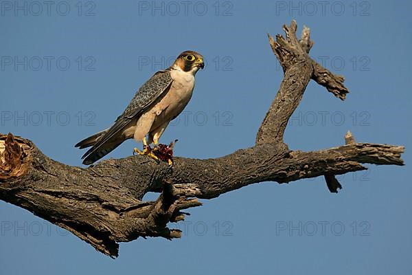 Lanner falcon