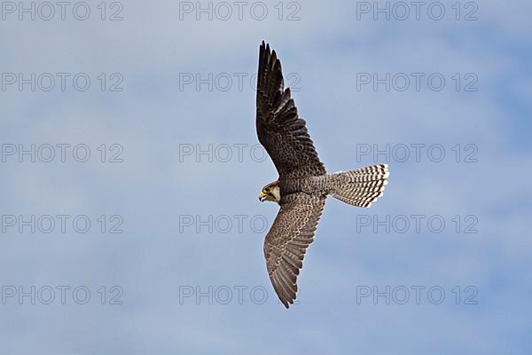 Lanner falcon