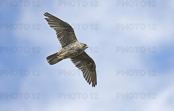 Gyrfalcon