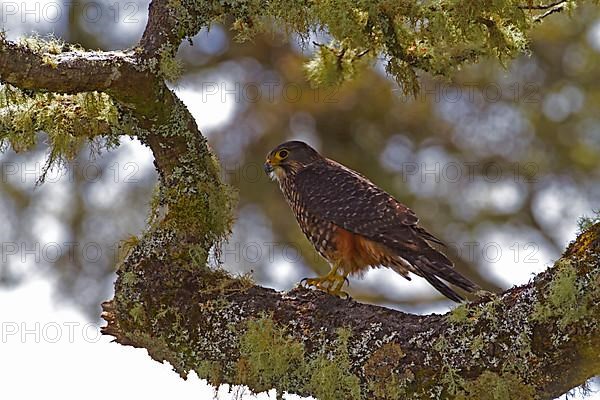 New Zealand Falcon