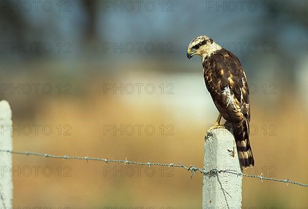 Laughing falcon