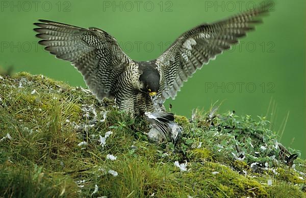 Peregrine falcon