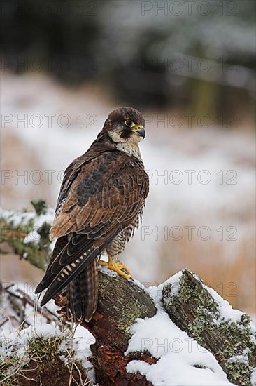 Peregrine Falcon