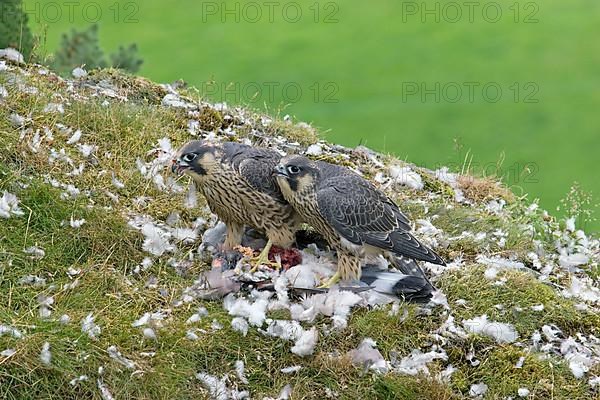 Peregrine falcon