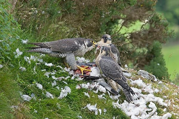 Peregrine falcon