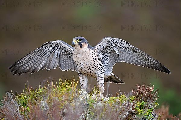 Peregrine falcon