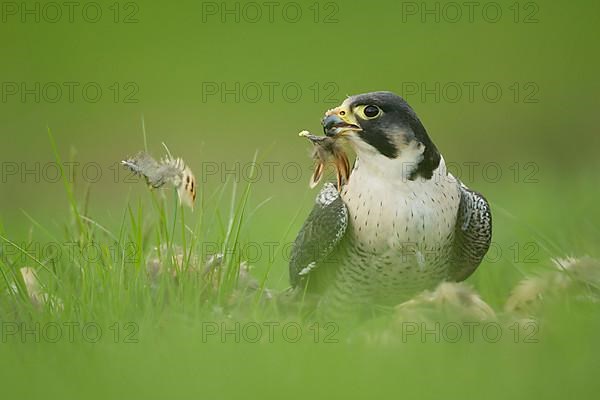 Peregrine falcon