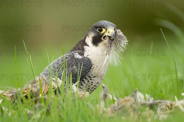 Peregrine falcon