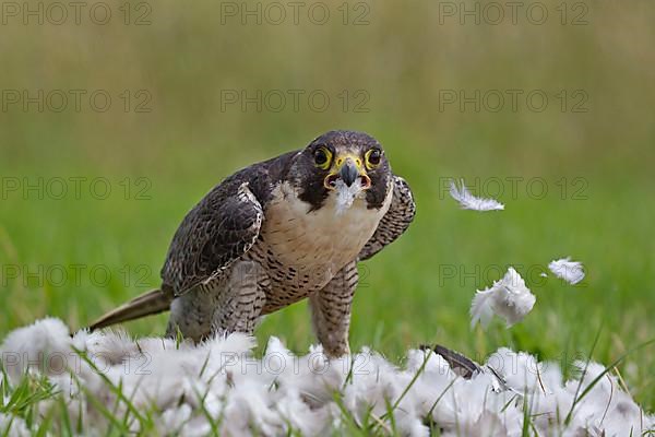 Peregrine falcon