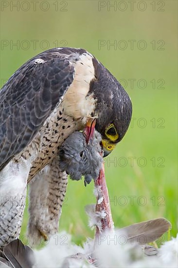 Peregrine falcon