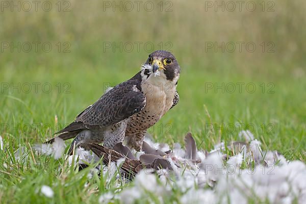 Peregrine falcon