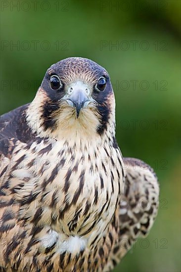 Peregrine falcon