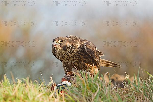 Peregrine falcon