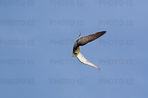 Peregrine falcon