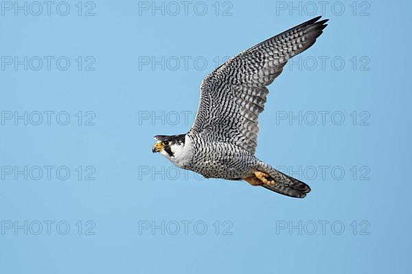 Peregrine Falcon