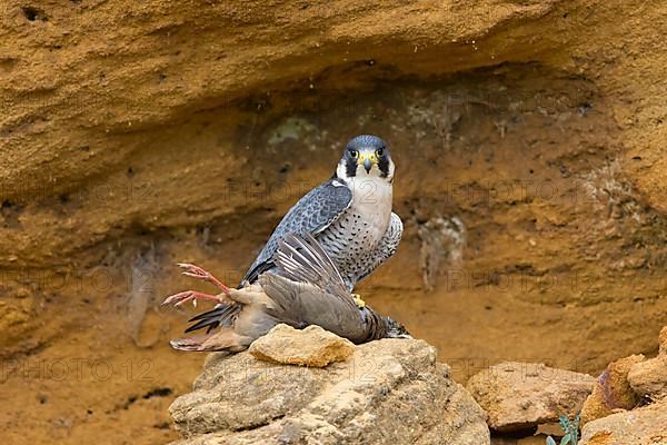 Peregrine falcon