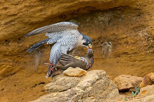 Peregrine falcon