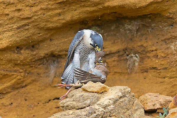 Peregrine falcon