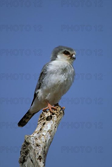 Collared Pygmy Falcon