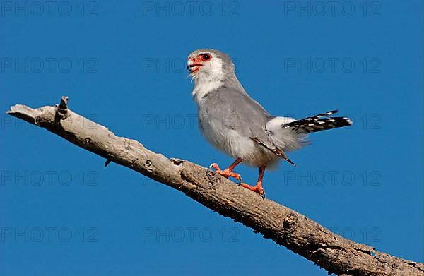 Collared Lesser Kestrel