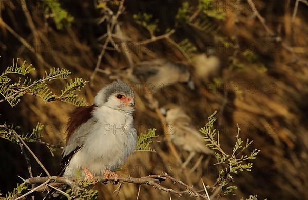 African Pygmy-falcon