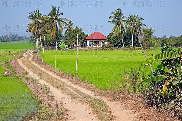 Green rice paddies and palm trees with a modern Thai house in the countryside