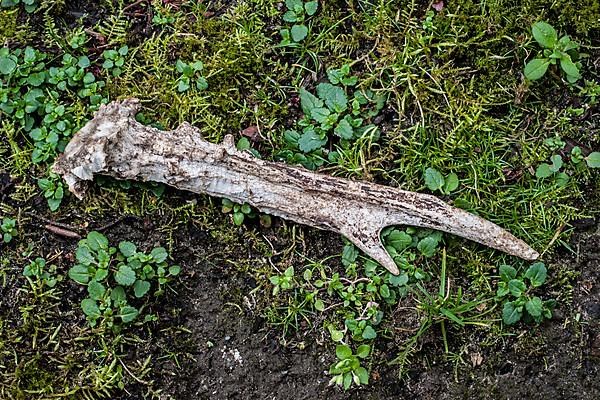 Knocked down antlers of a European european roe deer