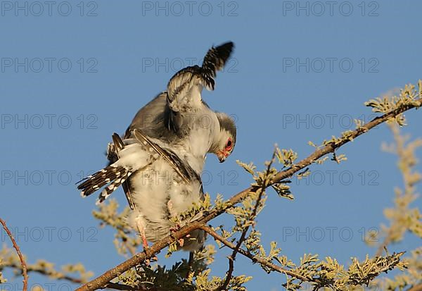 African Pygmy-falcon